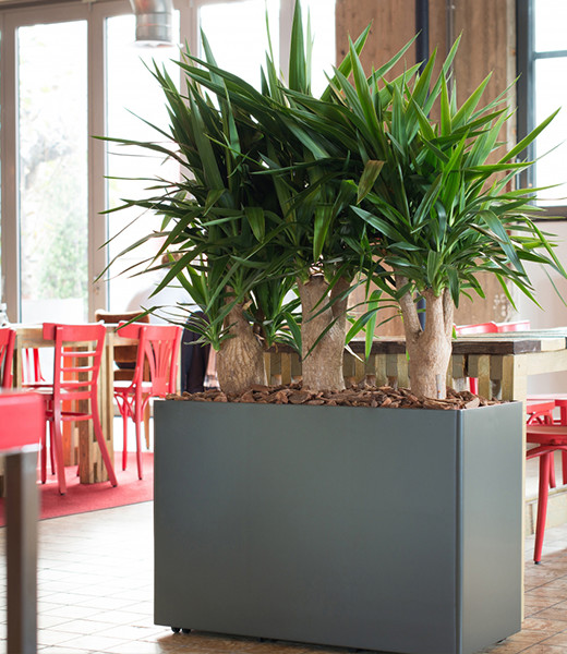 Atrium & School Planting